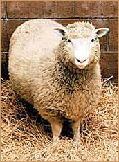 Dolly the sheep